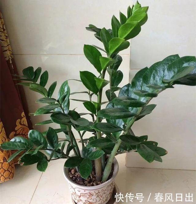 家里养4种花,叶子掉盆里,15天生根发芽,1盆能变20盆,好养活