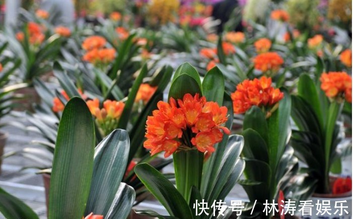 叶片|君子兰不开花学会1招，叶片绿油油，花朵开爆盆，年年开花不断