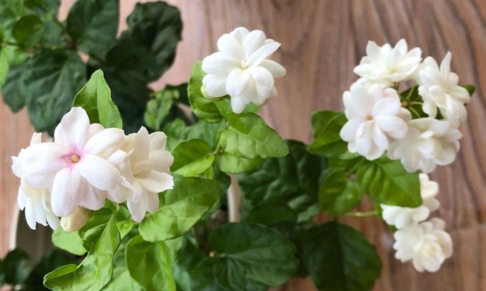 茉莉花叶片干枯脱落,先别扔,学会1步操作,起死回生冒满新芽