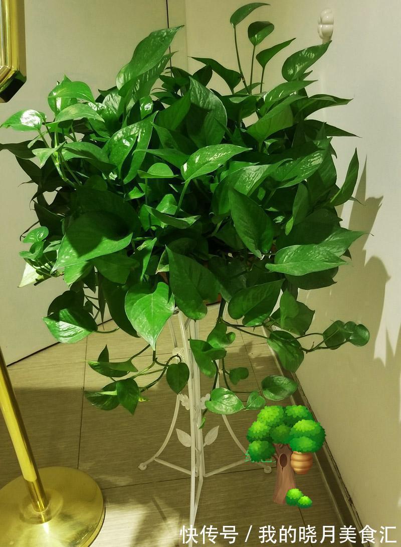 天冷后，需要“穷养”的六种花，水多易烂根，多晒爱生长