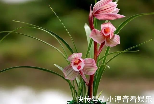 成活率|九月栽种兰花,送你几招,成活率高