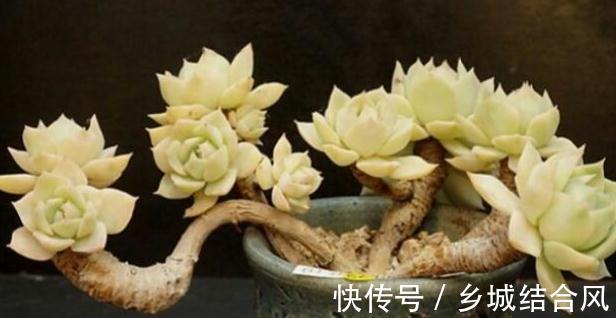 为什么多肉也喜欢万人宠不如一人懂呢