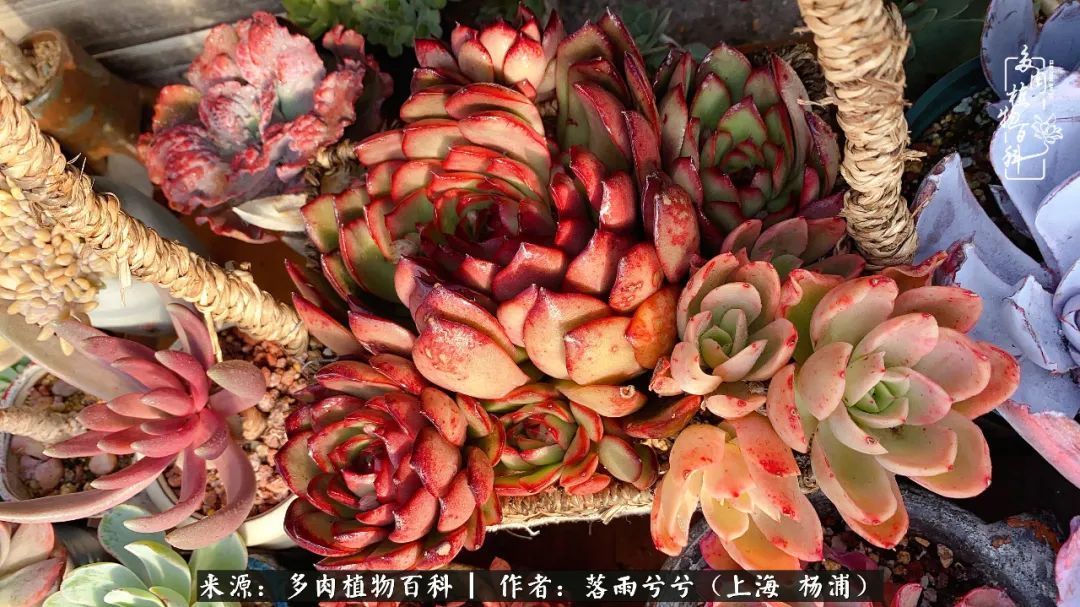 入坑7年多,从菜色到全状态,包邮区的多肉一样可以很美!