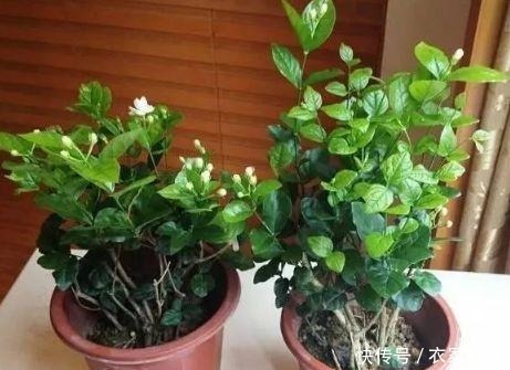 开春后,栀子花要“狠心剪”,10天喝一次“营养水”,花朵猛爆!