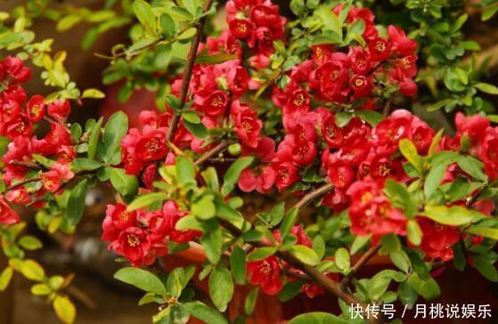 养盆“贴梗海棠”吧!花语平凡也热情,花色艳丽,居家首选