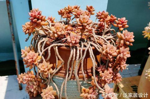 5种大普货多肉,养成老桩真过瘾,造型大气真迷人!