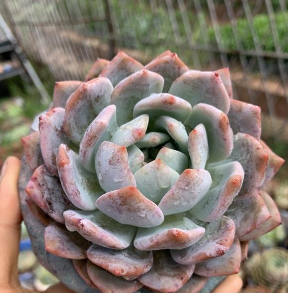 多肉|一分钱一分货，养花要养便宜货？买一堆，还不如买一棵！