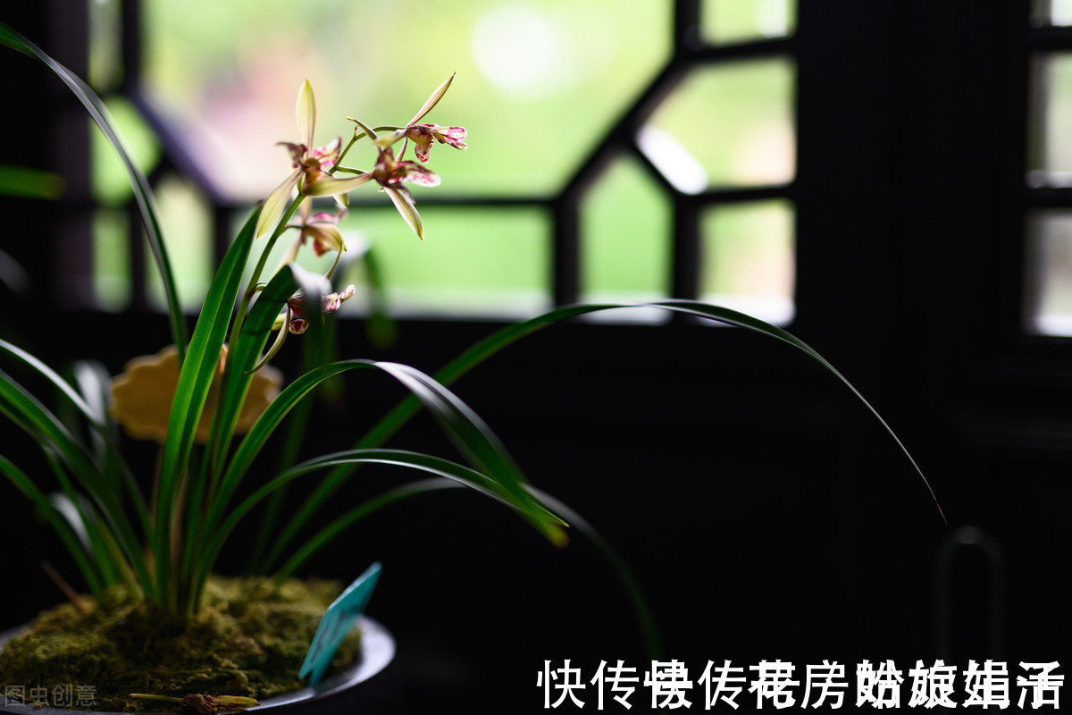 养兰花够酸才能长得旺,掌握好3个“通”字,轻松养好几百盆