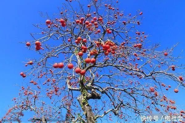 院子里种树有大讲究，这些树寓意好，可提升庭院灵气