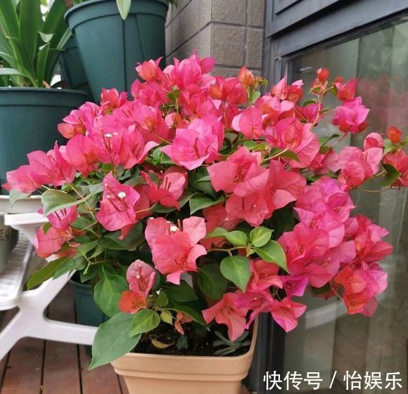 夏季养花一浇水就死，一施肥就烂根重点在这里，促休眠3点措施