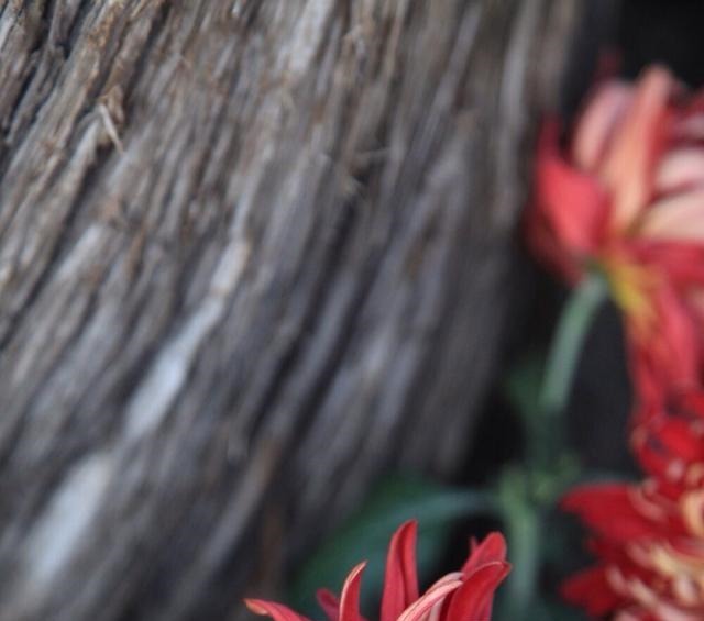 晚唐诗人很悲凉的一首诗,乱世地主无法无天,8句话写尽平民心酸