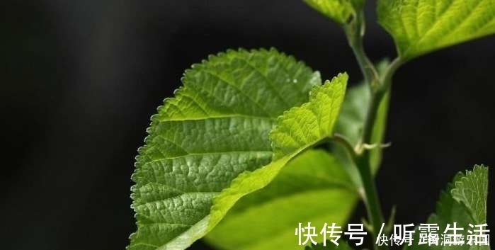 常吃|糖尿病患者不用担心, 常吃这几样食物, 帮你稳定血糖不升高