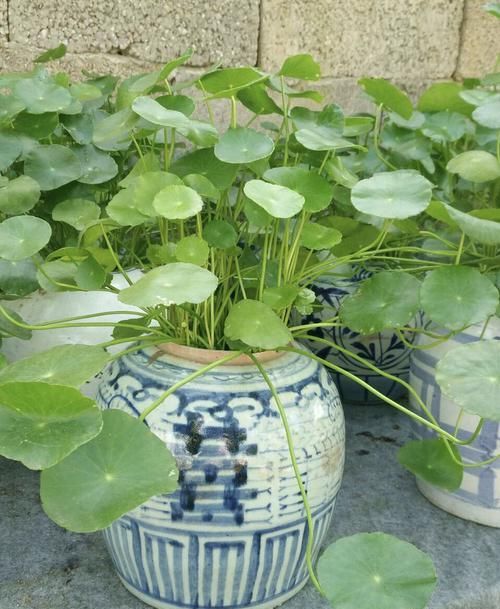 朋友养的铜钱草,长出叶子“手掌大”,他只用了2个小方法