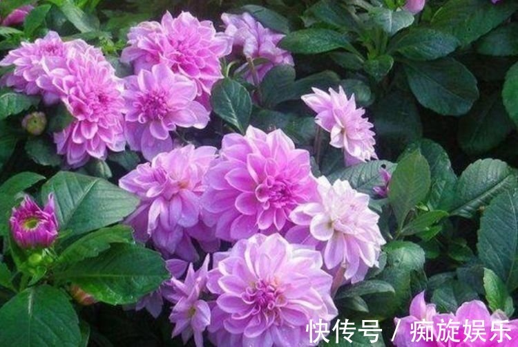 开花最香的几种花,家里养一盆,花开不断,还能旺财!