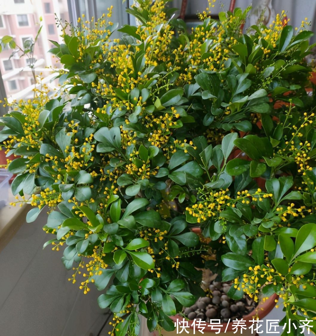 枝条|都说米兰花室内难养，其实买到多做一步，就能四季开花不黄叶