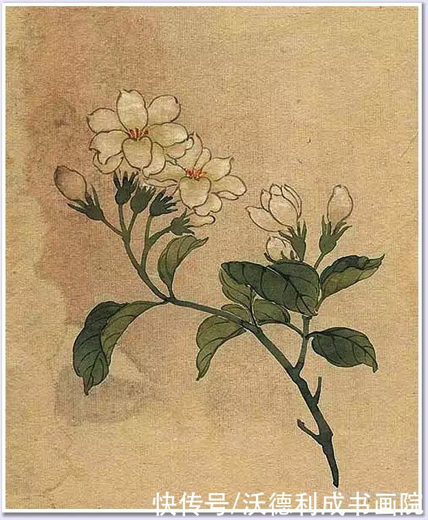 画菊|没骨百花图欣赏，美到骨子里