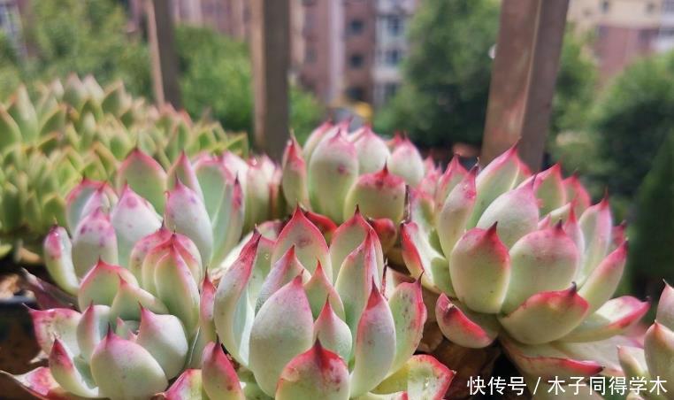 养护|夏季养多肉浇水,这3方面要加倍小心,否则烧根掉叶