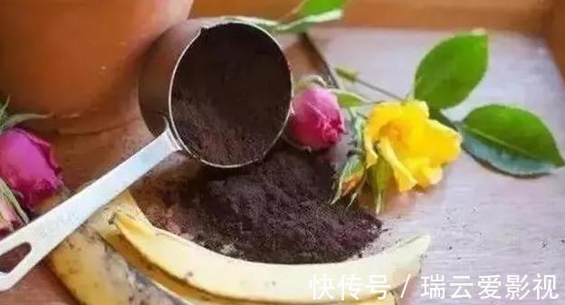 花卉|香蕉皮养花,用法可真多,泡水、混土、晒干当肥,还能擦叶子