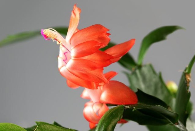 想让蟹爪兰花开不谢,掌握3个小秘密,花期能达100天