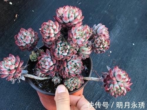 阳台党|这6款多肉被花友捧得很高，其实并不适合阳台党，尤其是最后两种