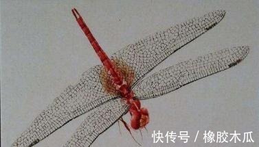 昆虫#齐白石画蝉感觉不过瘾,画了一只“残缺”的蜻蜓,没想到值9亿元!