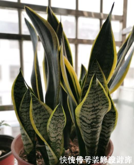 5步养出挺拔油绿的虎皮兰，1年能把花盆挤爆，小芽蹭蹭冒