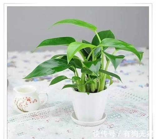 89%的人不认识这种植物,它才是净化甲醛的高手