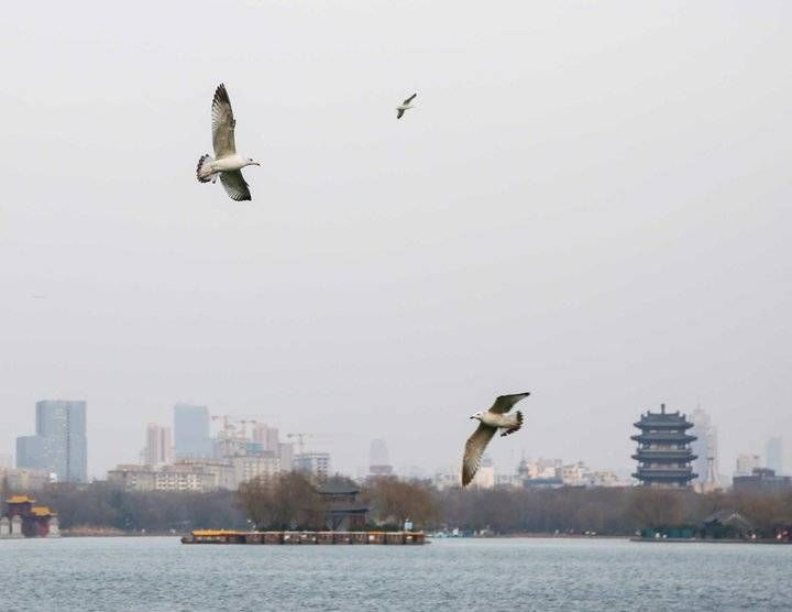 济南|环境优美，人杰地灵，银鸥远道来济南过大年