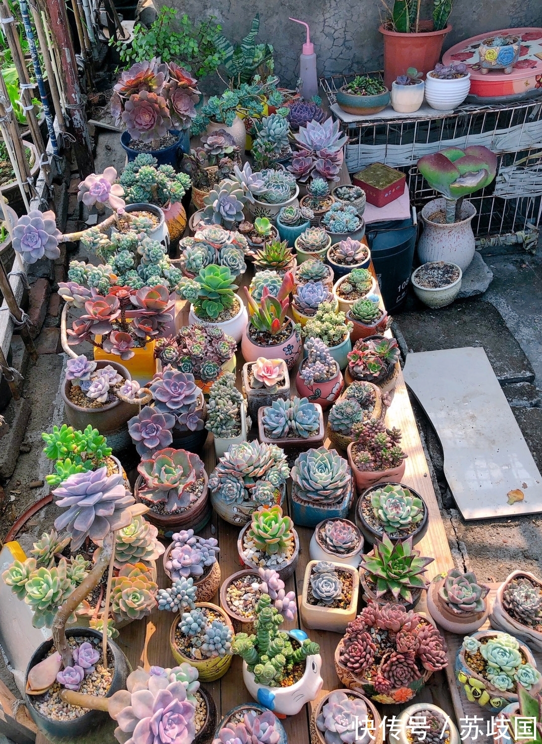 这“三多肉”是爆崽小能手,颜值高易爆盆,却因便宜“无人问津”