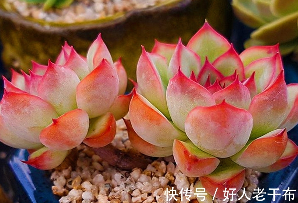 看到5种多肉,仿佛置身优美景色之中,满目都是美不胜收