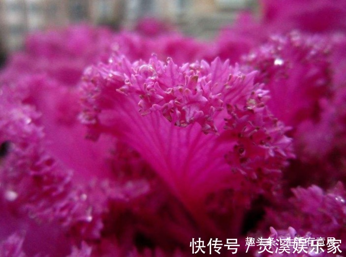 盆栽|牡丹菜盆栽，养护方法告诉你，延长花期6个月，花开爆盆，可涮锅