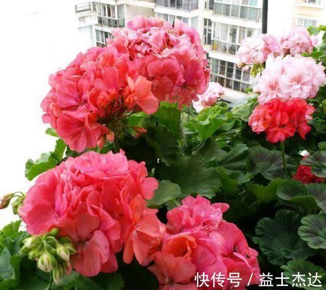 大丽花|4种花是懒人福音,丢在水里就会疯长,新手都能养爆盆