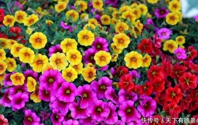 此几款花卉现在入手刚刚好,花大服盆快,开花勤还爱爆盆