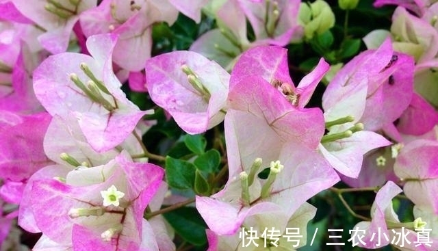 花期|三角梅养了两年不开花了, 是怎么回事