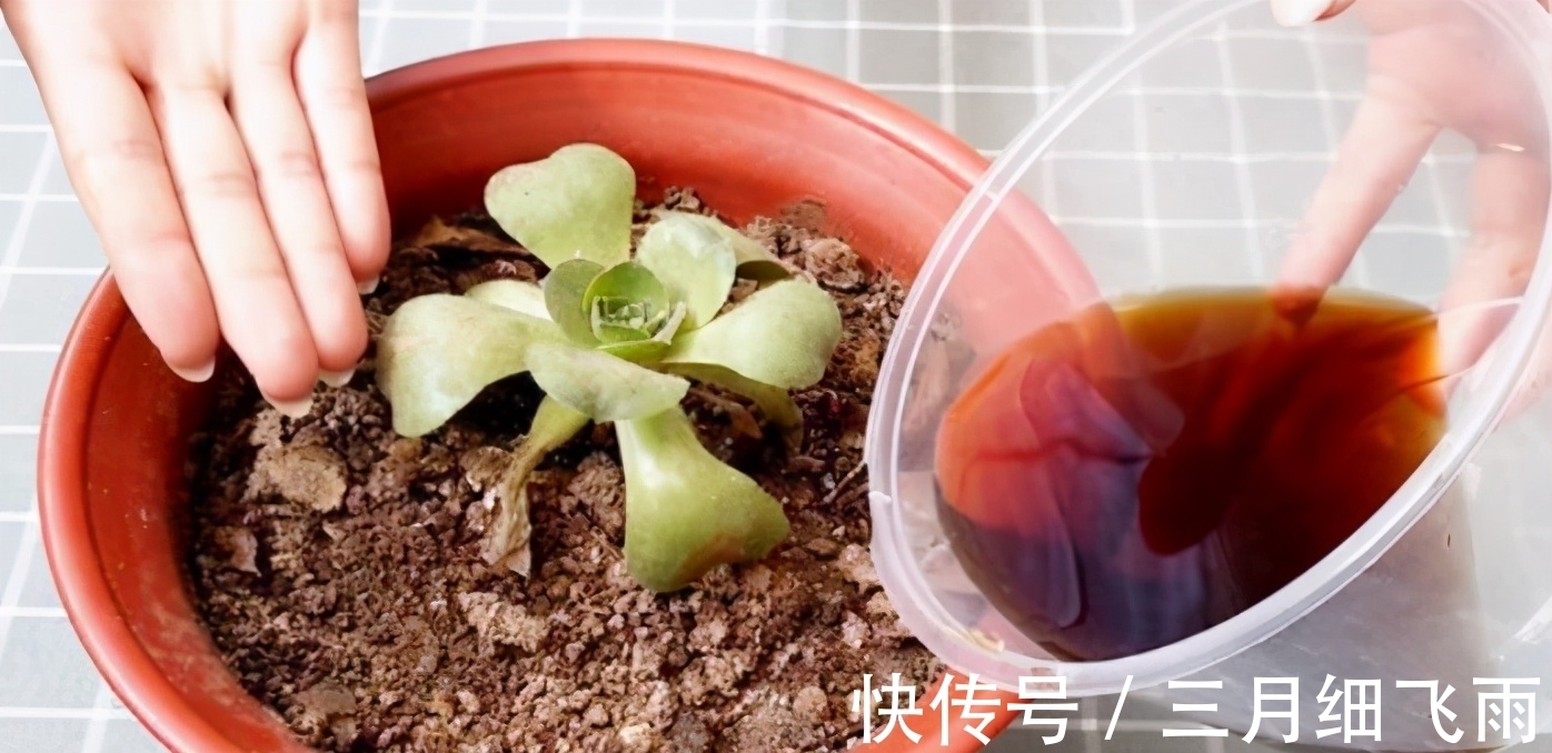 让8成养花新手都后悔的4个“妙招”,再看到别尝试