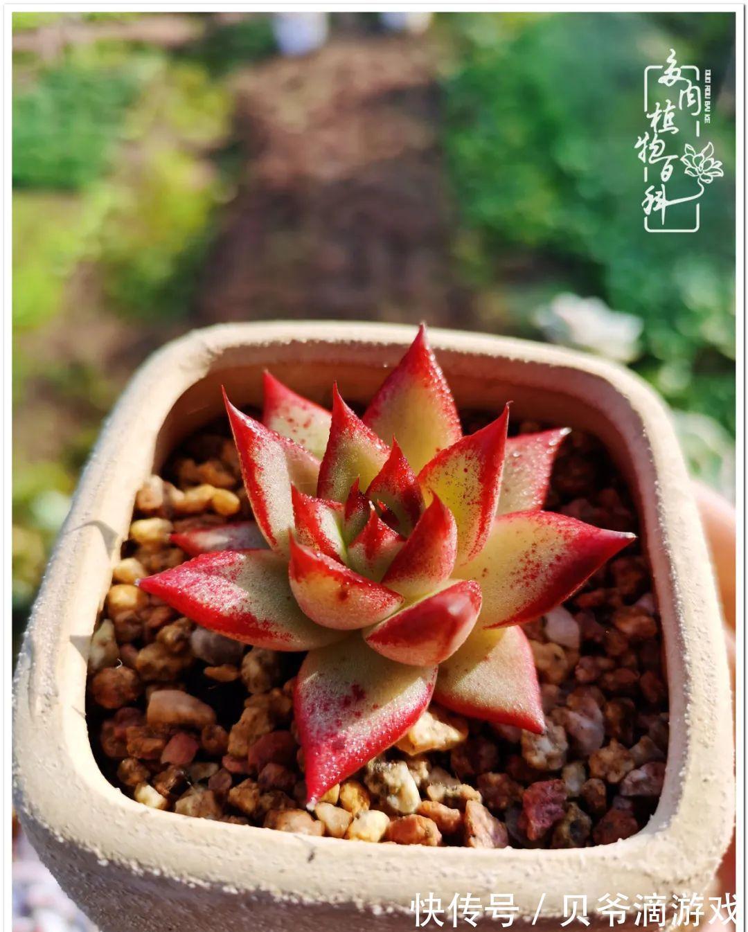 养多肉是喜欢，顺其自然是心境！