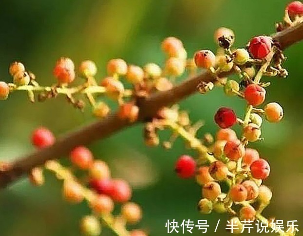 剧毒|路边野果不要摘!这种长得像桑葚的果子有剧毒,已经有好几人中招