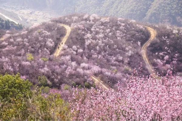 郑国渠旅游风景区第三届山野桃花节浪漫来袭~~