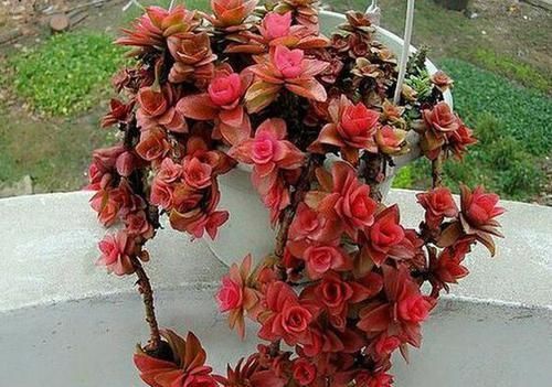 浇水|露养多肉，别只求“不死”了，这么办保管越来越美！