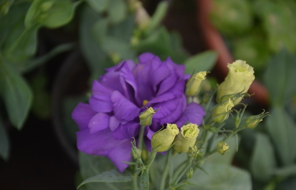 此花所代表的是永恒不变的爱,是象征了永恒和纯洁的花