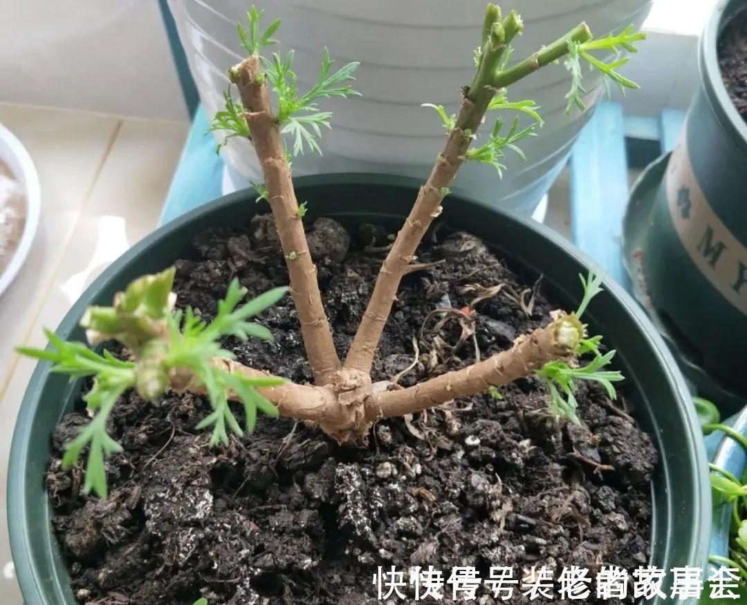 花量|6种花别养老桩，越老越不开花，赶紧扦插备份