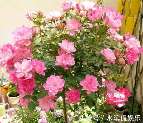 阳台|新手养花,不如养盆花中精品“土星王阳台”,丰腴婀娜,富贵祥瑞