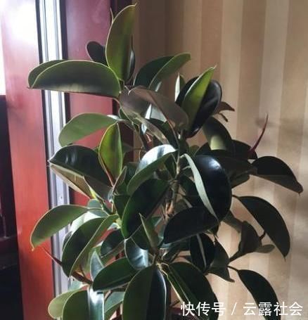 芦荟|客厅养上4种花,好养又大气,叶片四季翠绿,还能净化空气