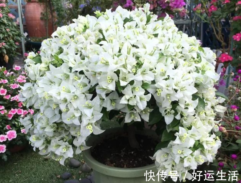 要想三角梅开成“花球”,要定期修剪,再做好4点,才能花开不停