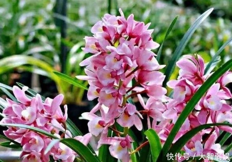 居家就养此款花卉,不闻不问,花开爆盆美如花,花朵美艳迷人