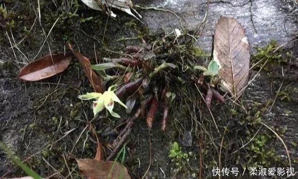 门前石头上长了一丛草,朋友出1000元来买,开起花来真漂亮!