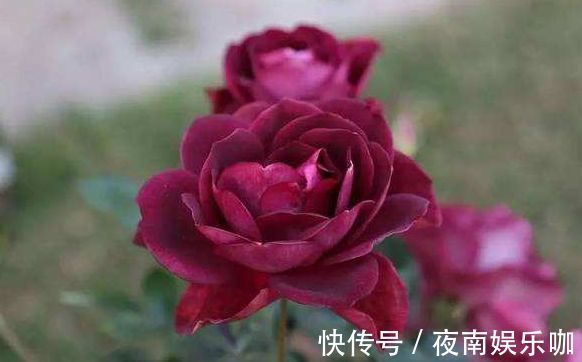 葡萄|喜欢养菊不如养盆“葡萄冰山”,株型饱满,花大色艳,适合盆栽养