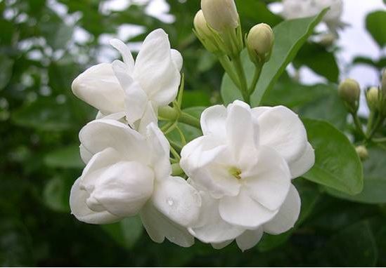 养花养个小巧玲珑的,叶片肥厚,放阳台全日照,轻松爆成花海