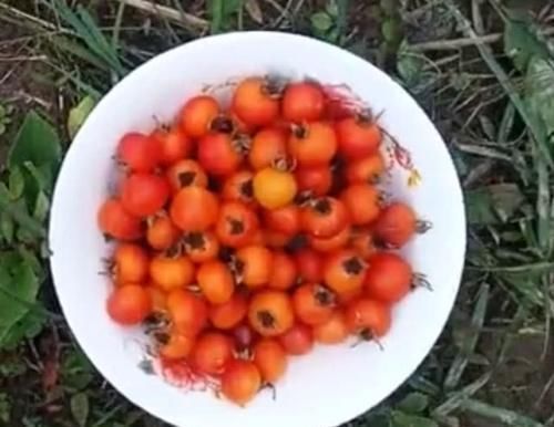 我的家乡|长在山上的野生砂糖果,曾是农村娃抢着吃的水果,城里人没吃过
