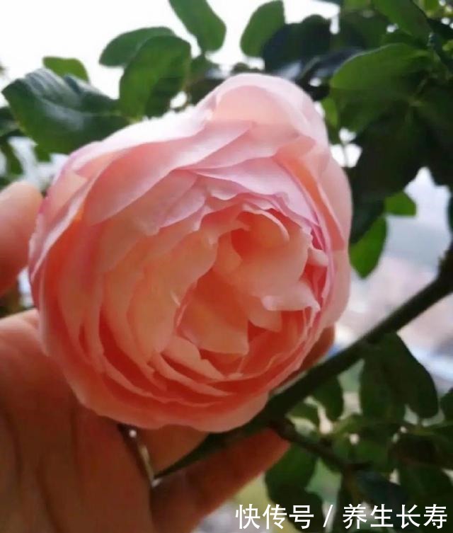 有些花名字太奇葩,叫出口太尴尬,开花却很美!